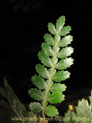 Фотография Weinmannia trichosperma (Tineo / Palo santo). Щелкните, чтобы увеличить вырез.